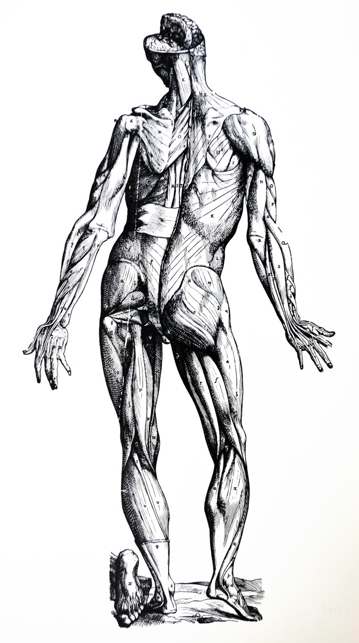 Pladerne fra den syvende bog i De Humani Corporis Fabrica af Andreas Vesalius