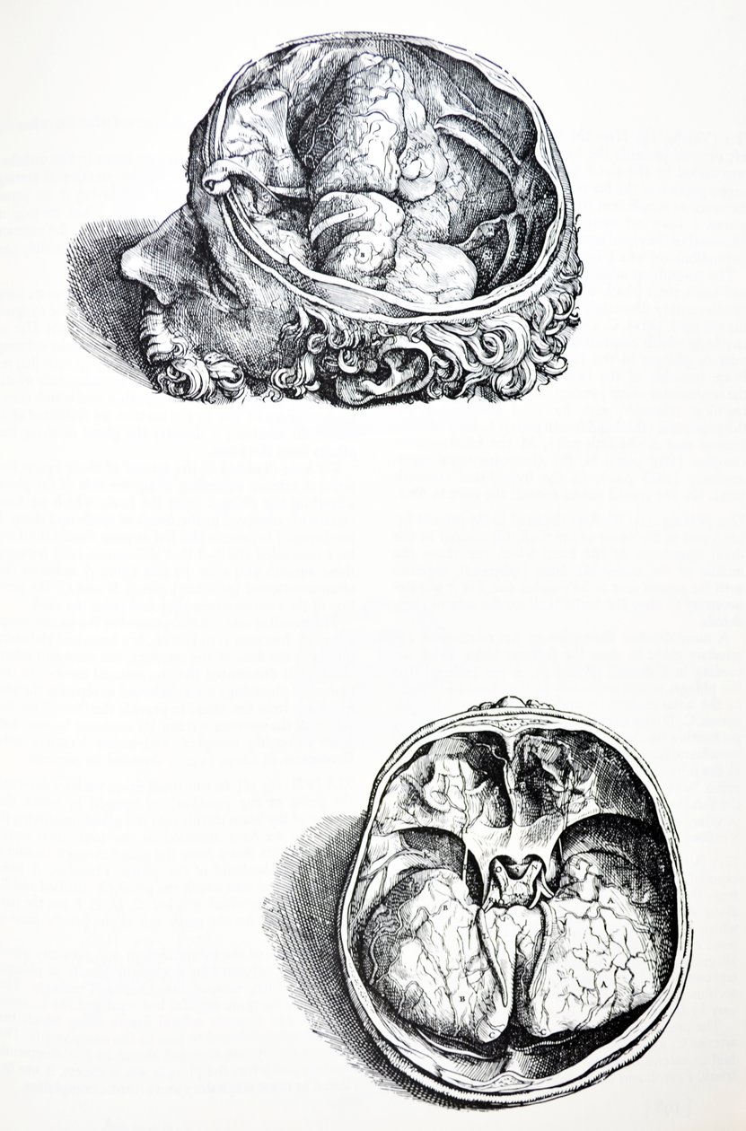 Pladerne fra den syvende bog af De Humani Corporis Fabrica af Andreas Vesalius