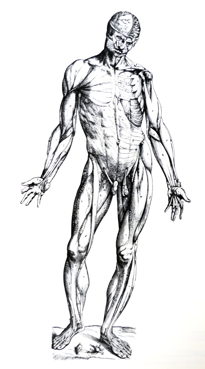 Pladerne fra den syvende bog af De Humani Corporis Fabrica af Andreas Vesalius