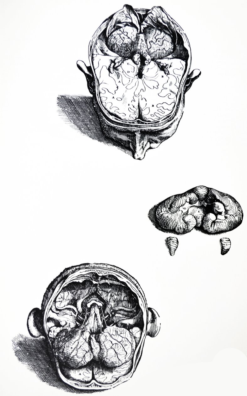 Pladerne fra den syvende bog af De Humani Corporis Fabrica af Andreas Vesalius