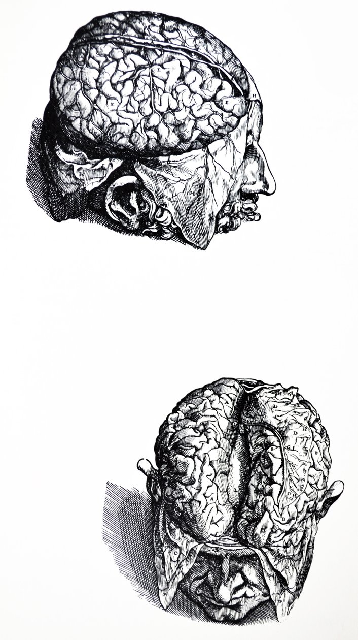 Pladerne fra den syvende bog af De Humani Corporis Fabrica af Andreas Vesalius