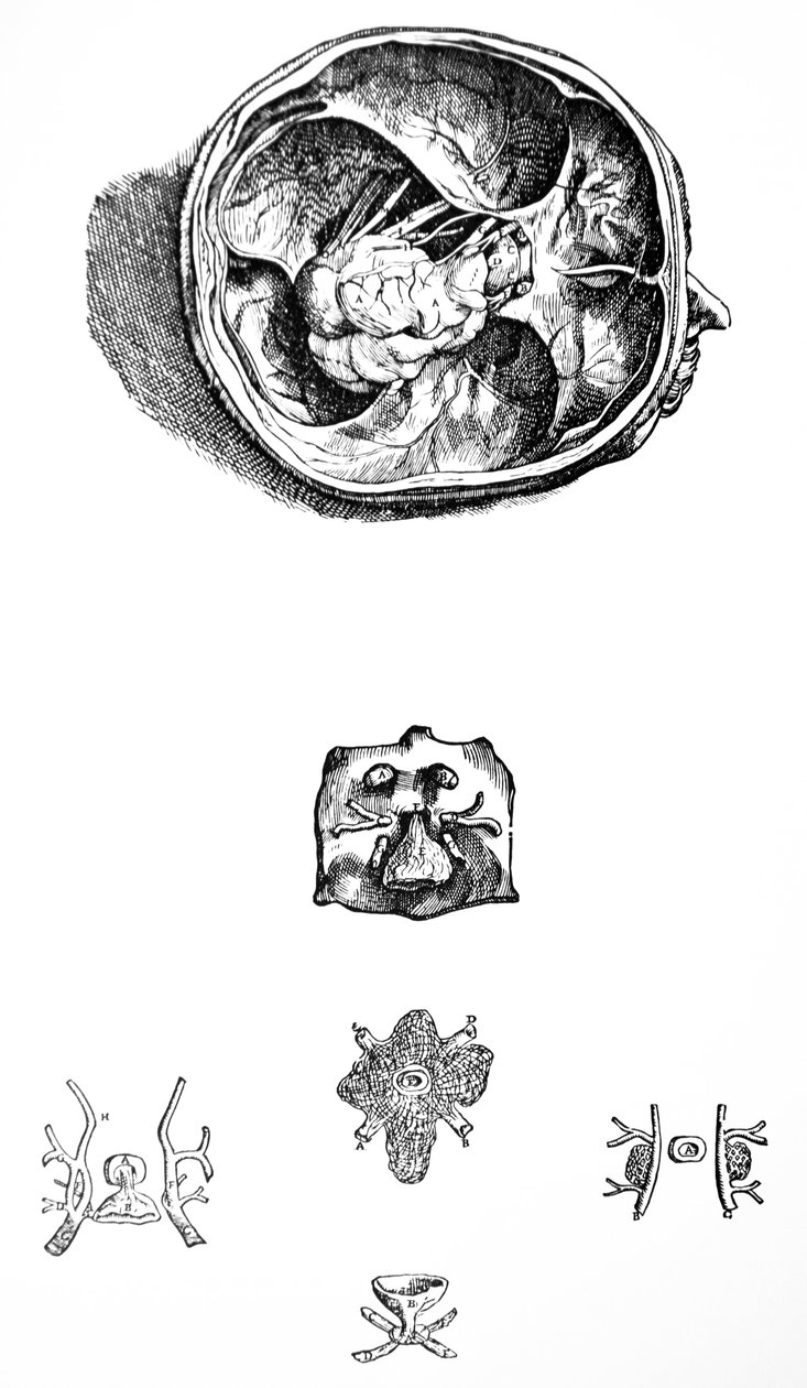 Pladerne fra den syvende bog af De Humani Corporis Fabrica af Andreas Vesalius
