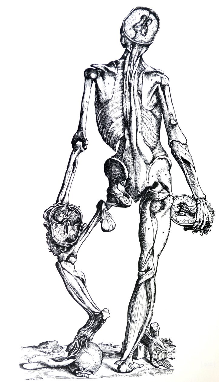 Pladerne fra den syvende bog af De Humani Corporis Fabrica af Andreas Vesalius