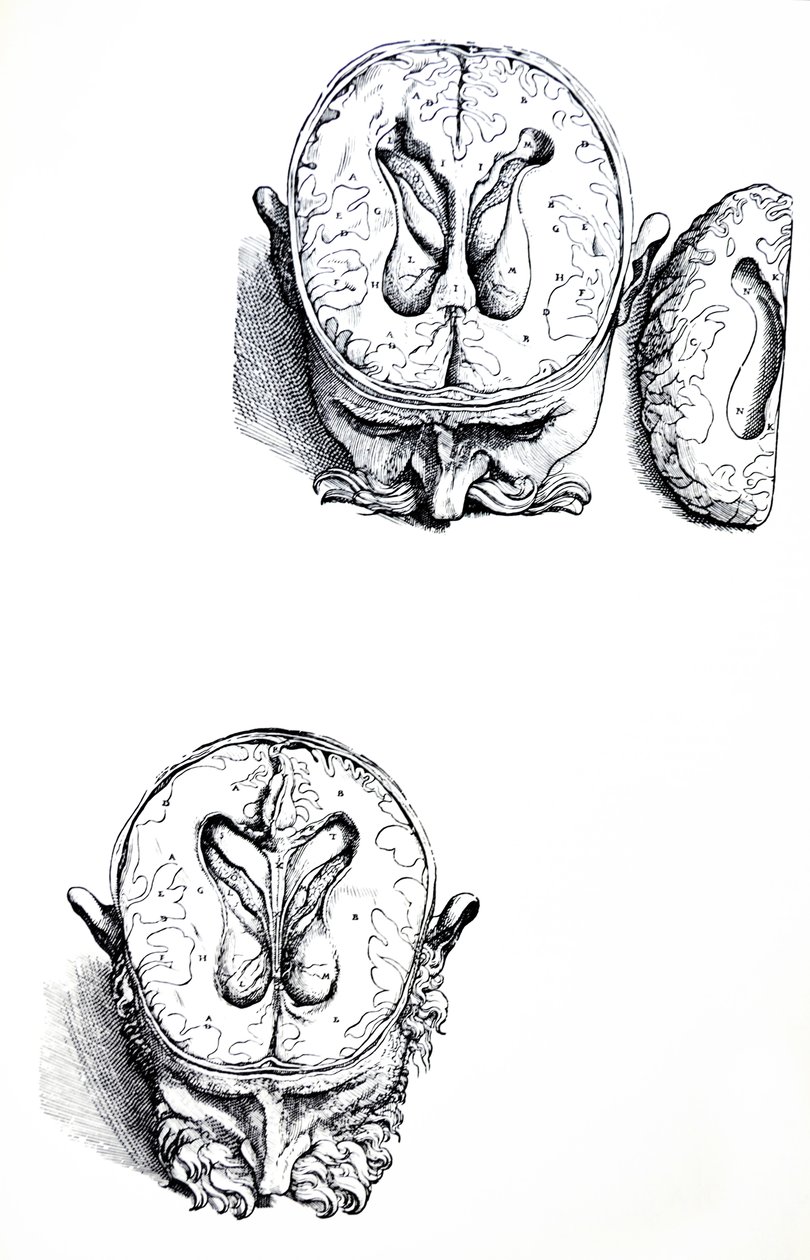 Pladerne fra den syvende bog af De Humani Corporis Fabrica af Andreas Vesalius
