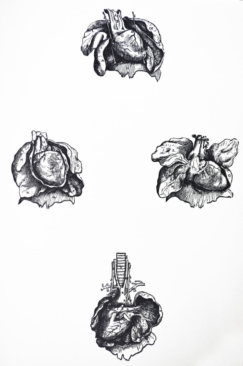 Pladerne fra den sjette bog af De Humani Corporis Fabrica af Andreas Vesalius