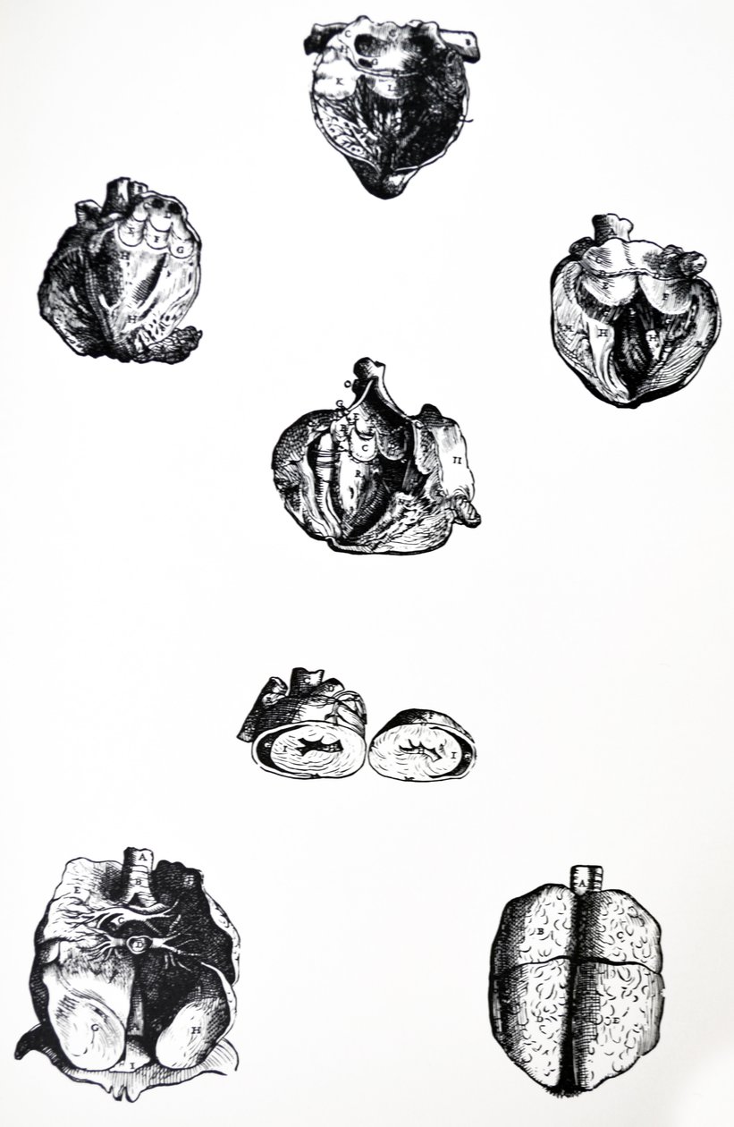 Pladerne fra den sjette bog af De Humani Corporis Fabrica af Andreas Vesalius