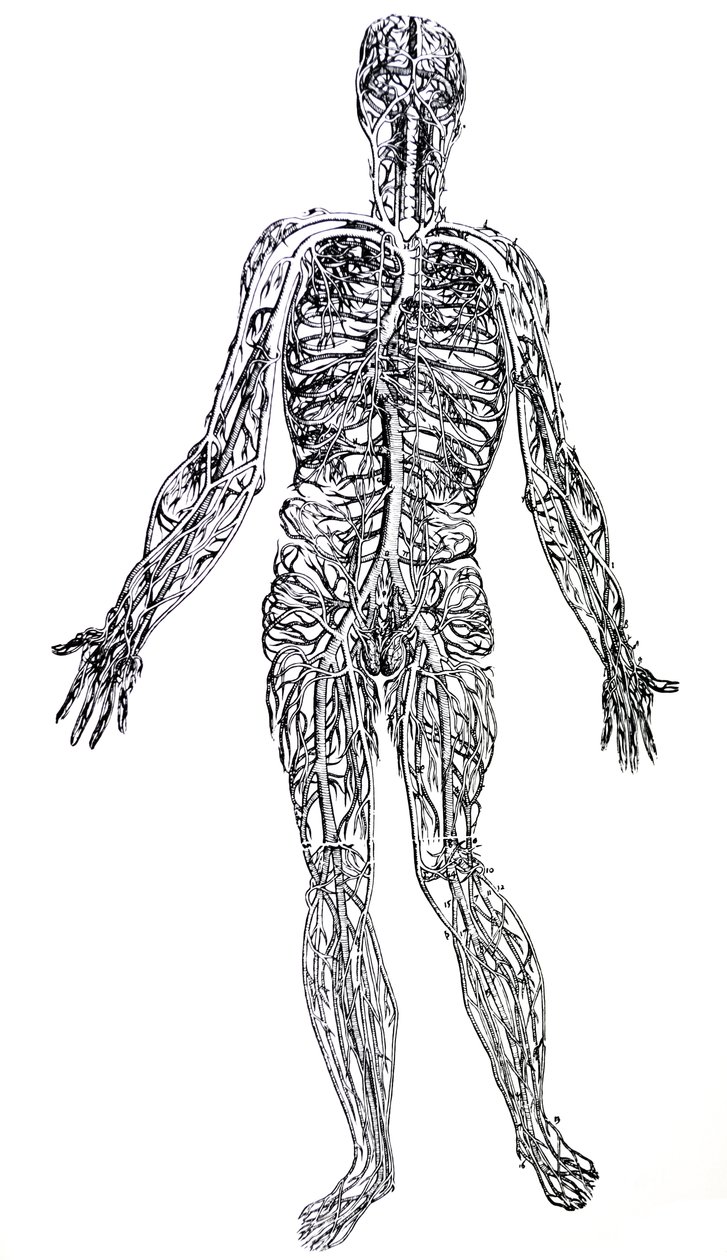 Pladerne fra den tredje bog af De Humani Corporis Fabrica af Andreas Vesalius