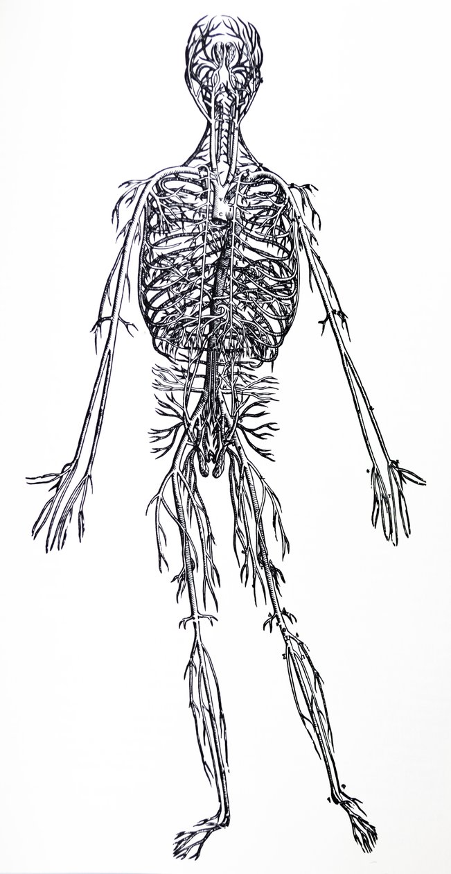 Pladerne fra den tredje bog i De Humani Corporis Fabrica af Andreas Vesalius