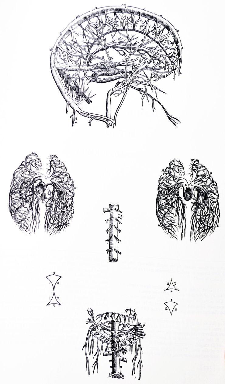 Pladerne fra den tredje bog af De Humani Corporis Fabrica af Andreas Vesalius