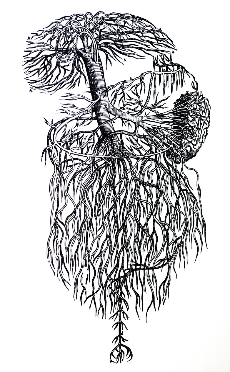 Pladerne fra den tredje bog af De Humani Corporis Fabrica af Andreas Vesalius