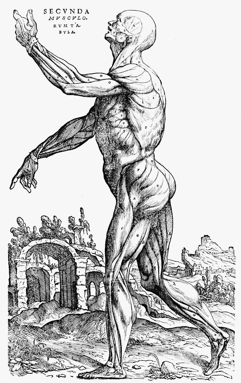 Den anden plade af musklerne, fra bog II af De humani corporis fabrica, 1543 af Andreas Vesalius