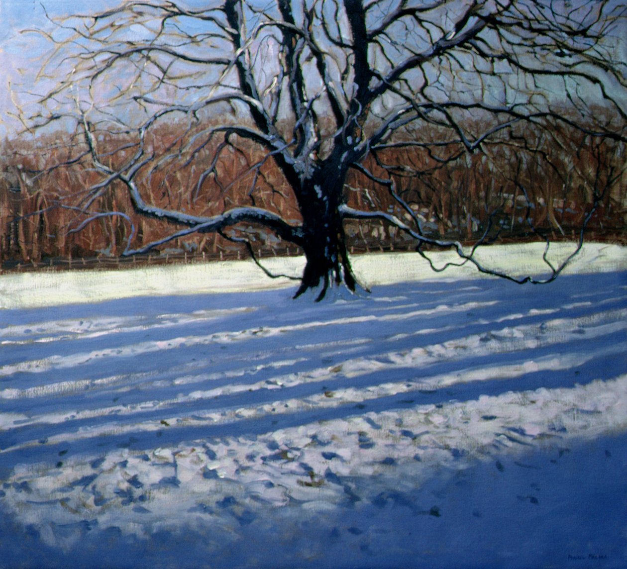 Stort træ, sne, Calke Abbey af Andrew Macara