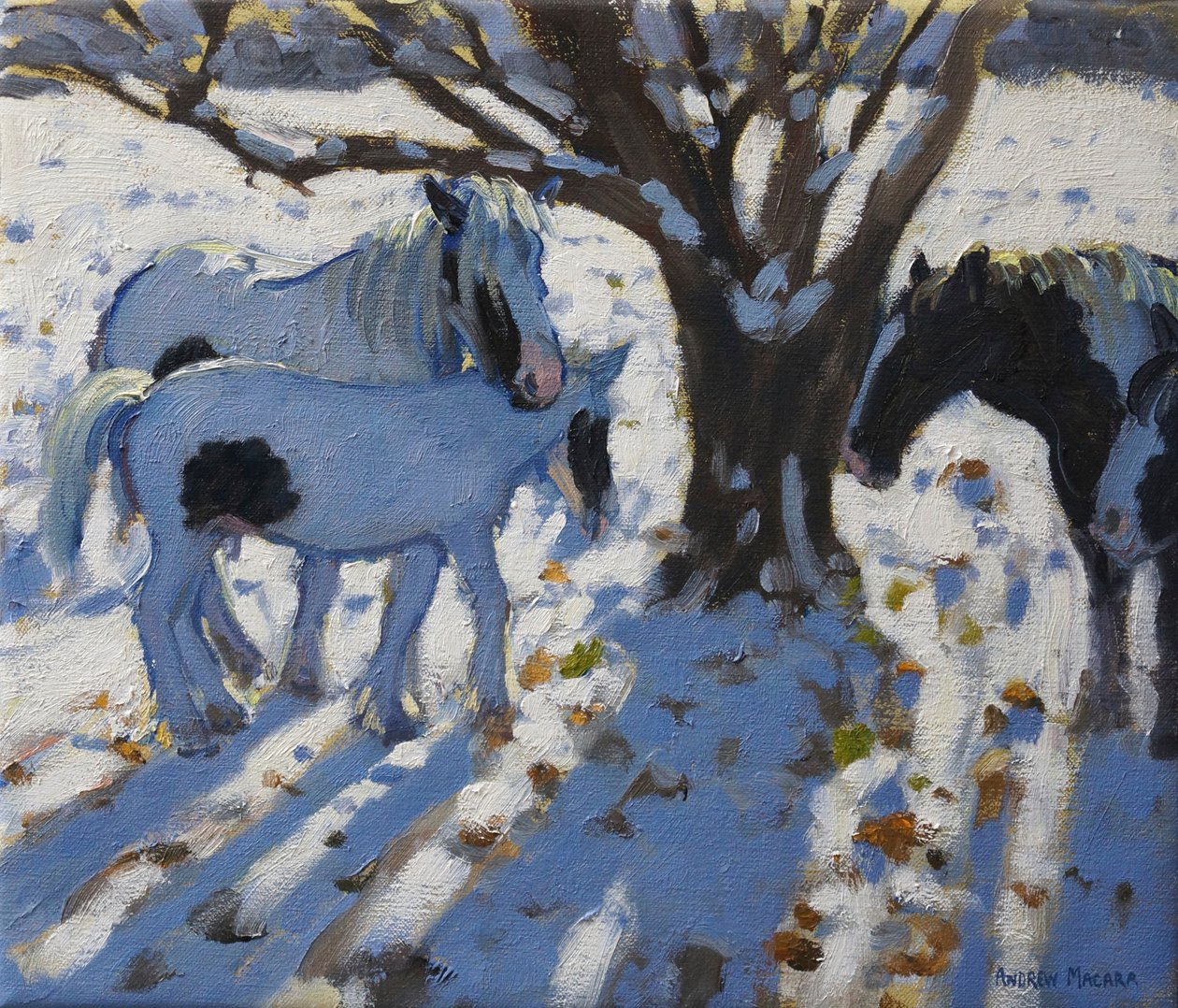 Skewbald ponyer om vinteren, 2012 af Andrew Macara