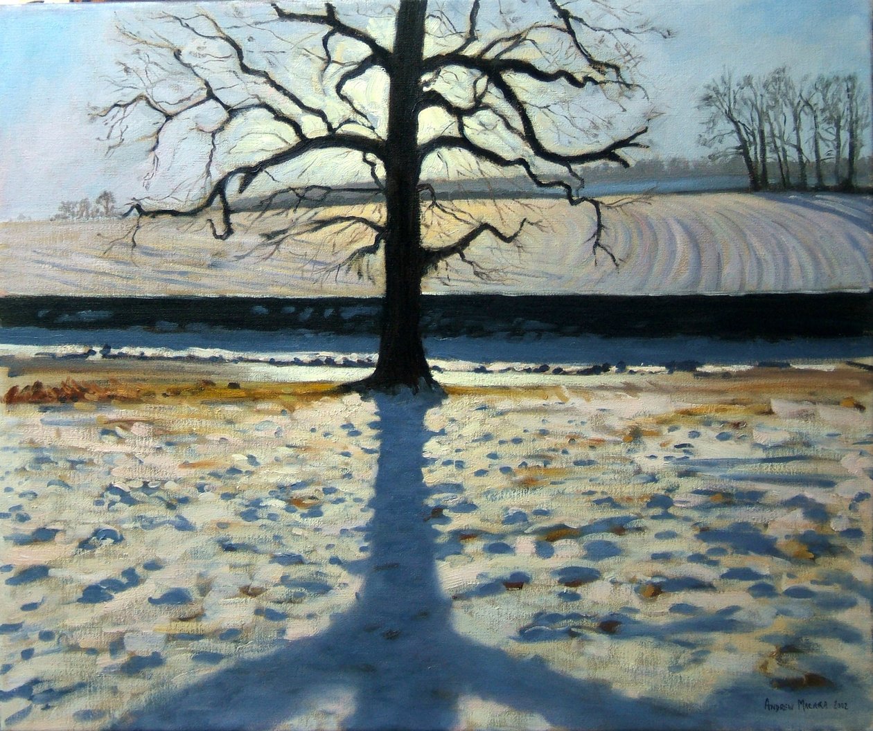 Træ og skygge, Calke Abbey, Derbyshire af Andrew Macara