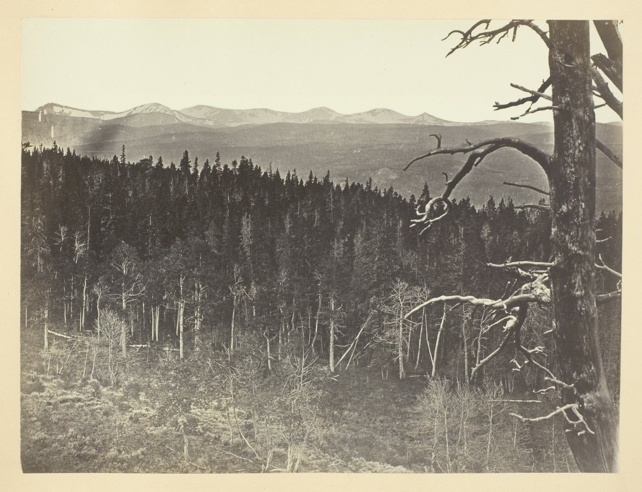 Sne- og tømmerlinje, Medicine Bow Mountain af Andrew Joseph Russell