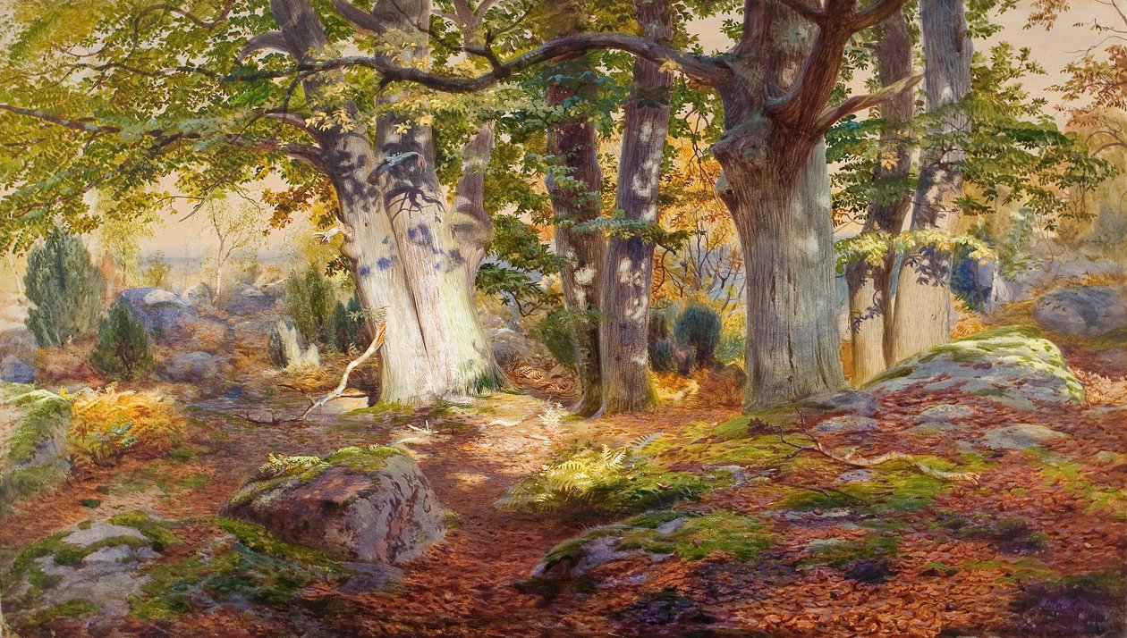 Efterårssollys efter regn, Fontainebleau (akvarel og bodycolour på papir) af Andrew MacCallum