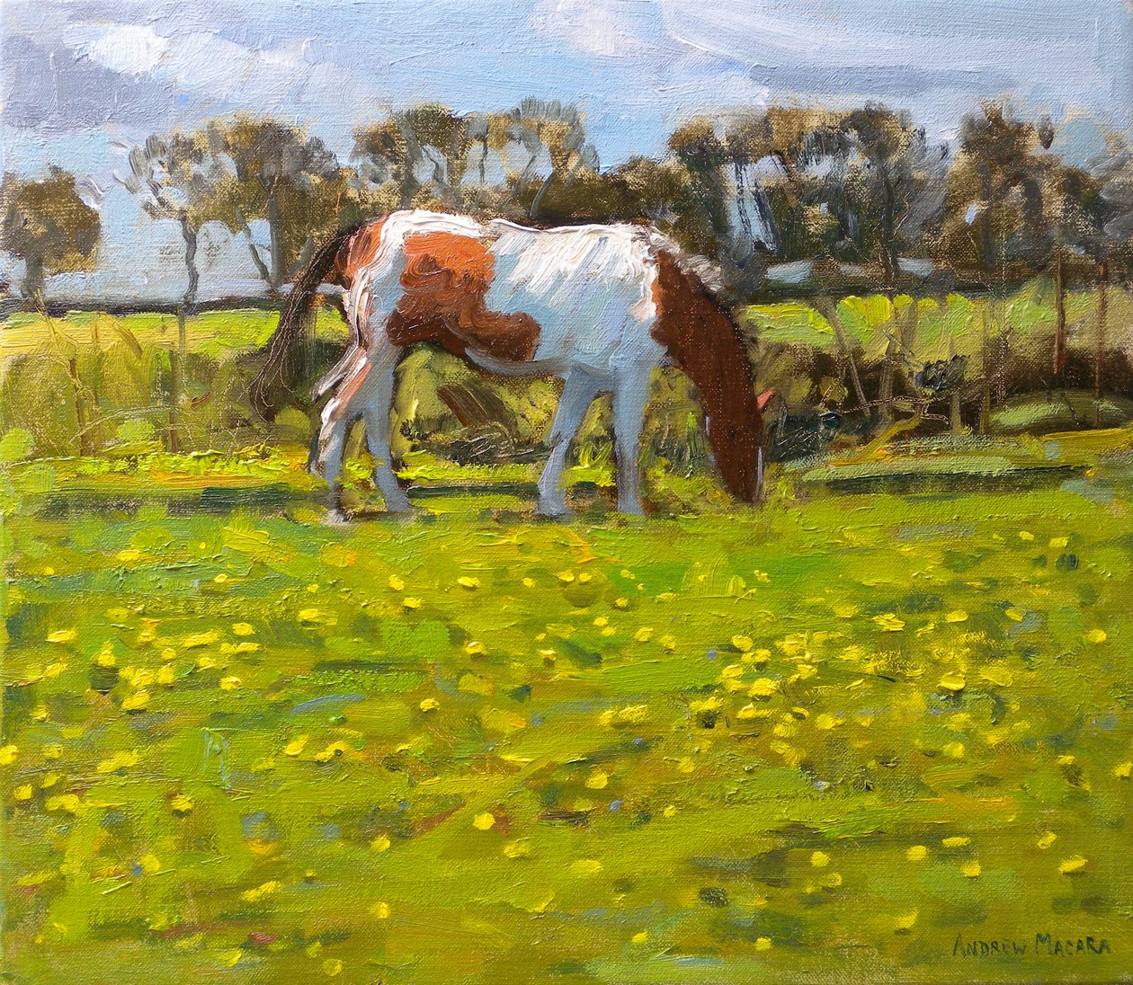 Piebald Horse, 2010 (olie på lærred) af Andrew Macara
