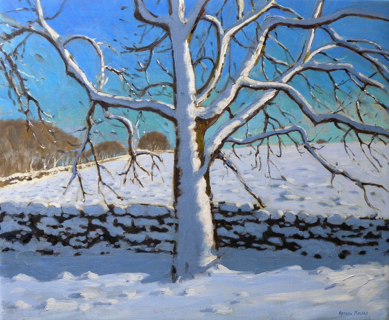 Snow Covered Tree, 2011 (olie på lærred) af Andrew Macara