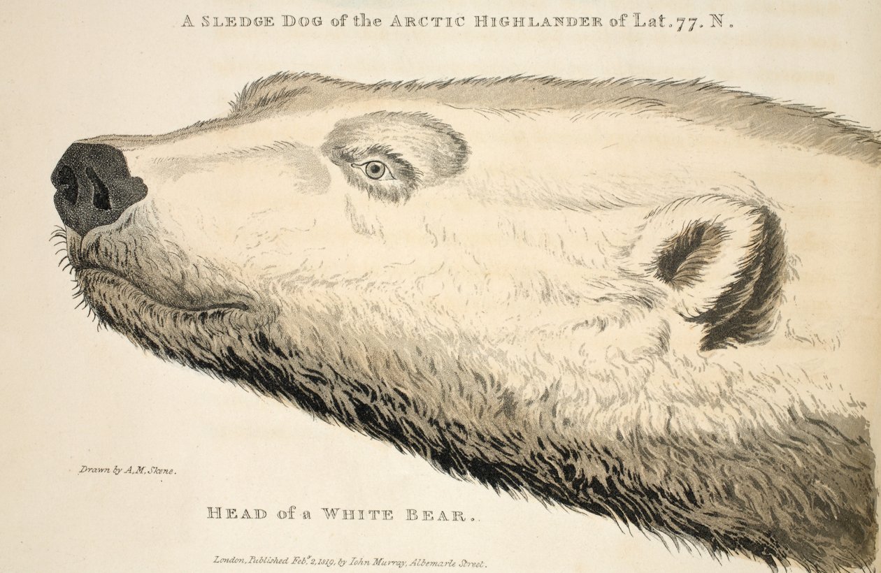Hoved af en hvid bjørn, illustration fra "A Voyage of discovery...", 1819 (håndkoloreret stik) af Andrew Motz Skene