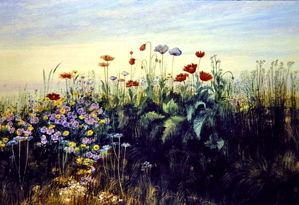 Vilde blomster (akvarel på papir) af Andrew Nicholl