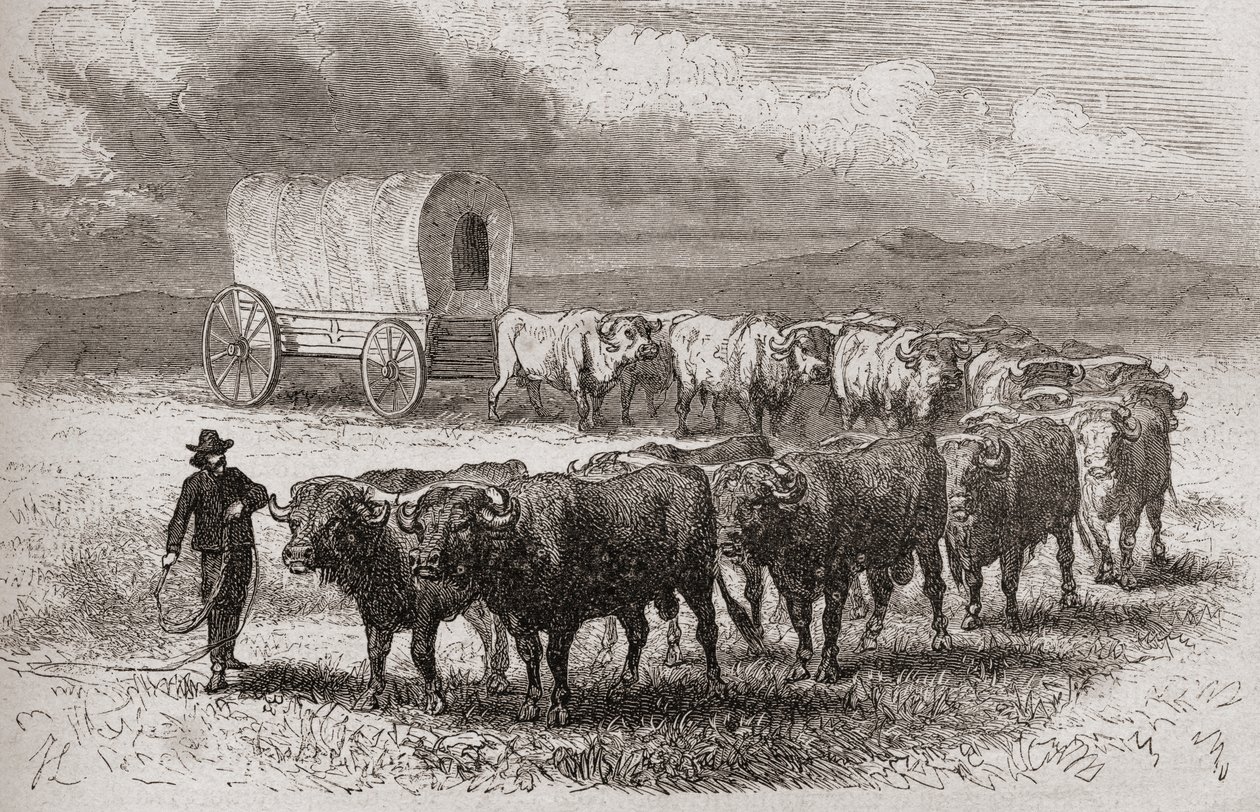 At drive okser over de store sletter i Amerika i 1867, illustration fra 