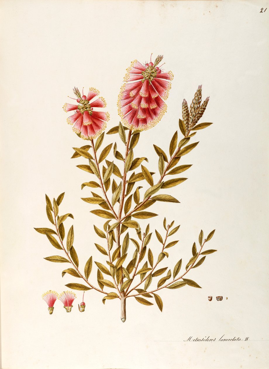 Crimson Bottlebrush (Callistemon citrinus Stapf), Myrtaceae, busk med vedvarende blade, hjemmehørende i Australien, akvarel af Angela Rossi Bottione