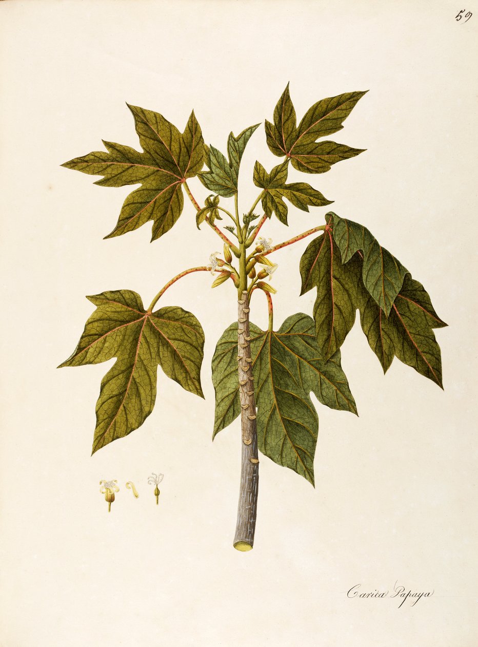 Papaya (Carica papaya), Caricaceae, varmt drivhustræ med vedvarende blade, dyrket for sin frugt, hjemmehørende i tropisk Amerika, akvarel af Angela Rossi Bottione