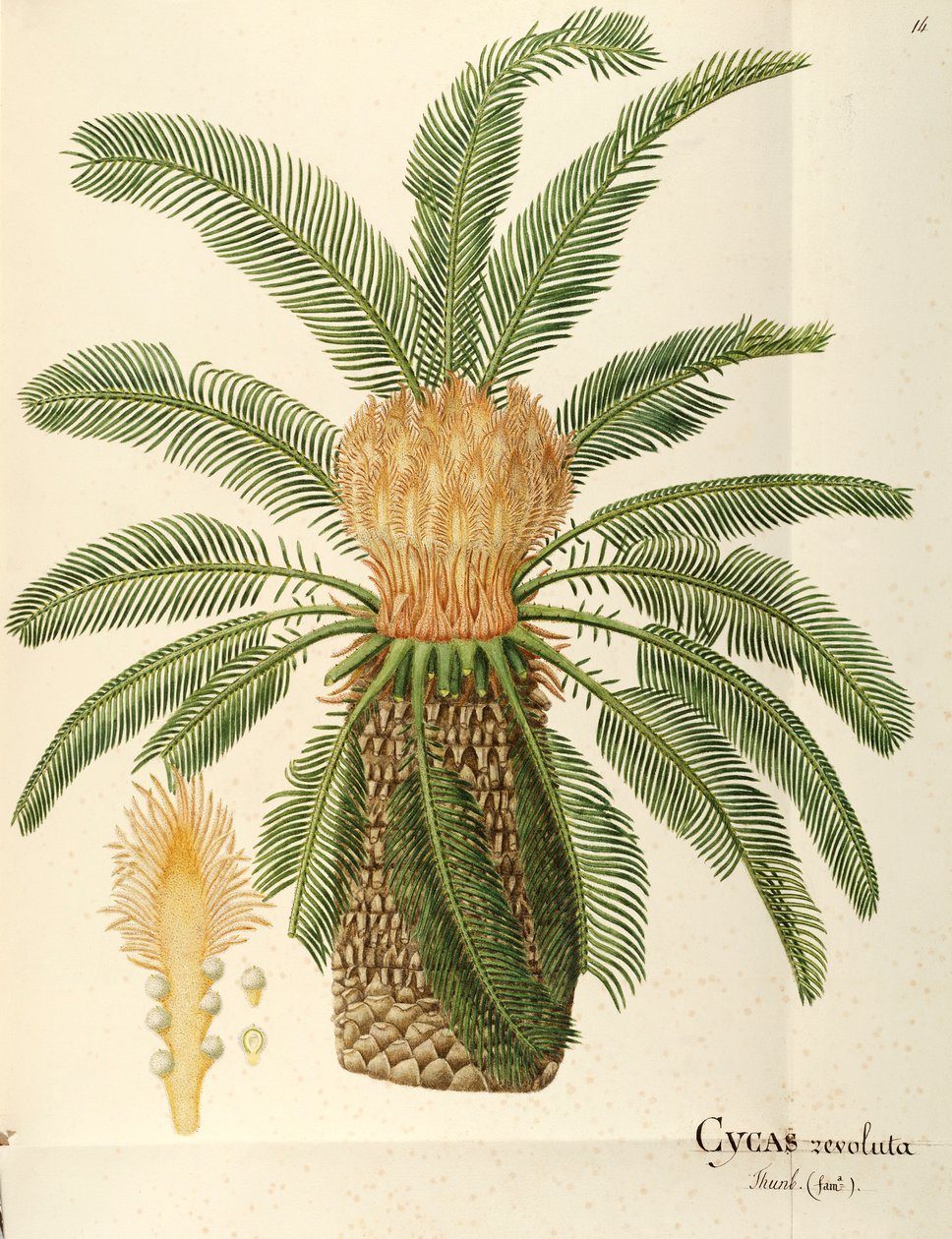 Sagopalme (Cycas revoluta Thunb), Cycadaceae af Angela Rossi Bottione, akvarel af Angela Rossi Bottione
