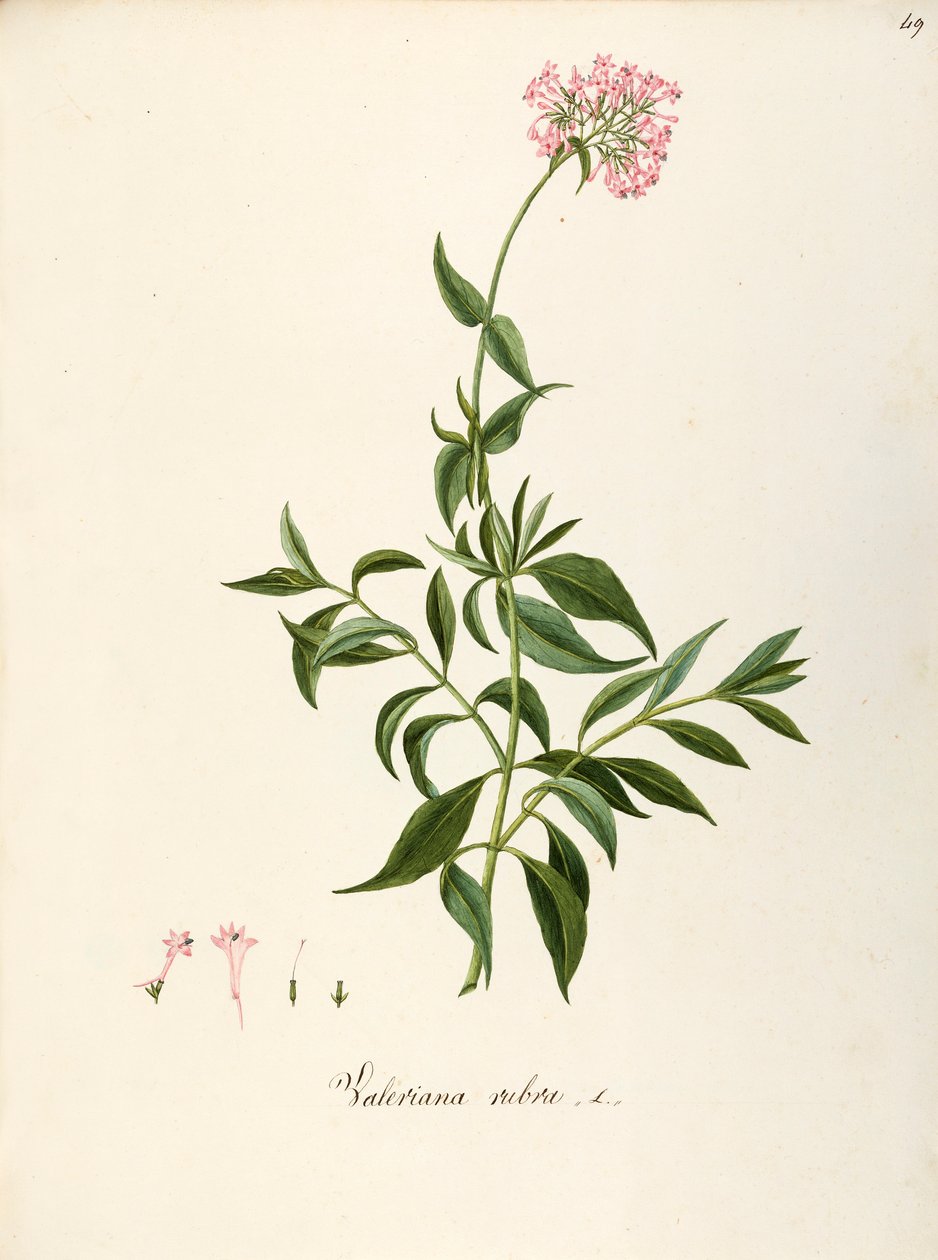 Valerianaceae, rød baldrian (Centranthus ruber), urteagtig flerårig plante til blomsterbede eller klippehaver, spontan i Italien, af Angela Rossi Bottione og kolleger, akvarel af Angela Rossi Bottione