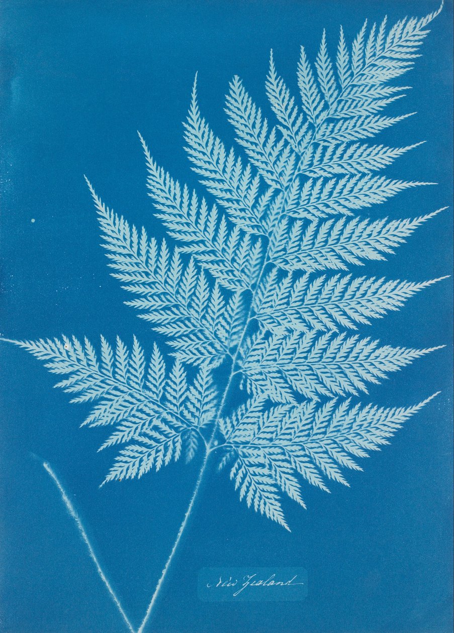 New Zealand af Anna Atkins