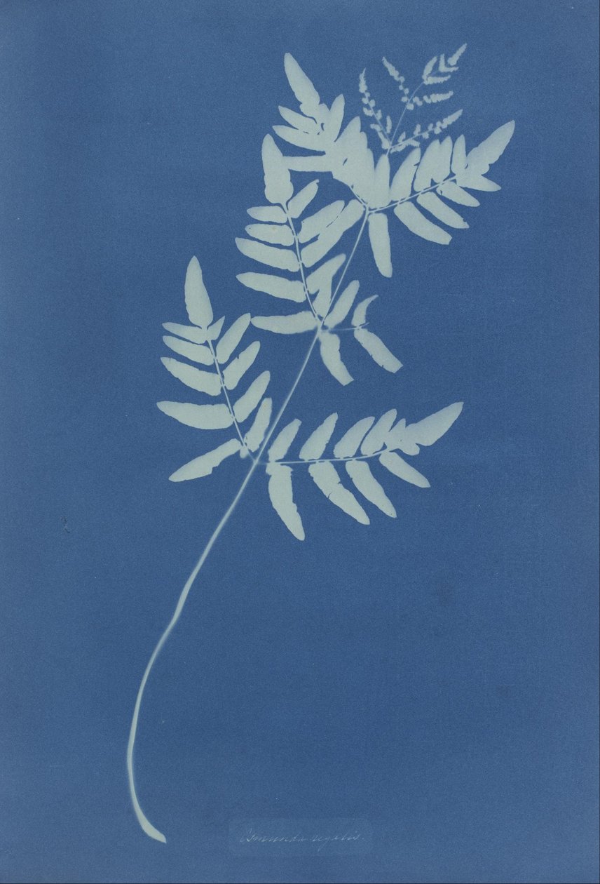 Osmunda Rigalis (Australien) af Anna Atkins