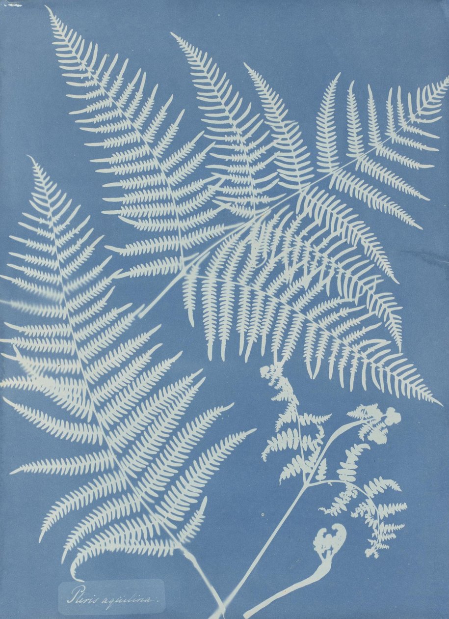 Pteris aquilina af Anna Atkins