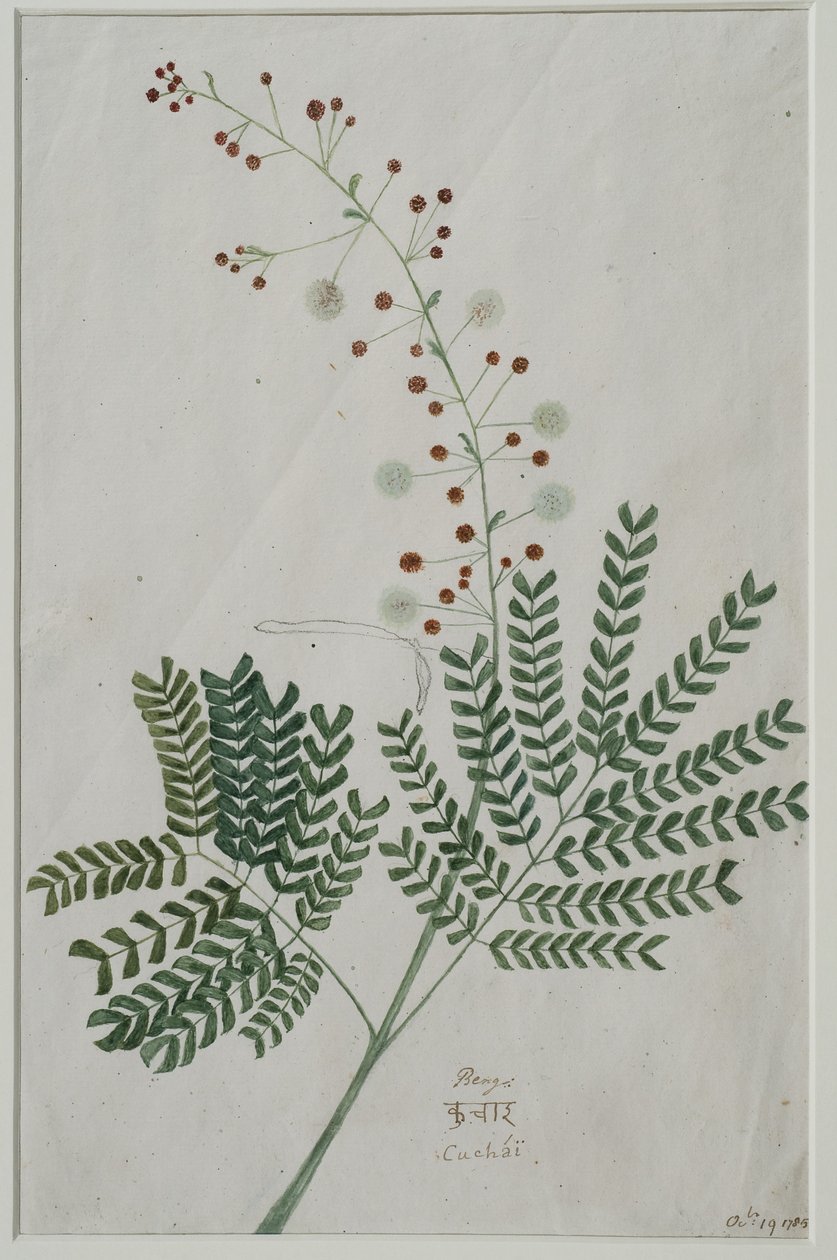 Acacia leucophloea, 1785 (wc på papir) af Anna Maria Jones