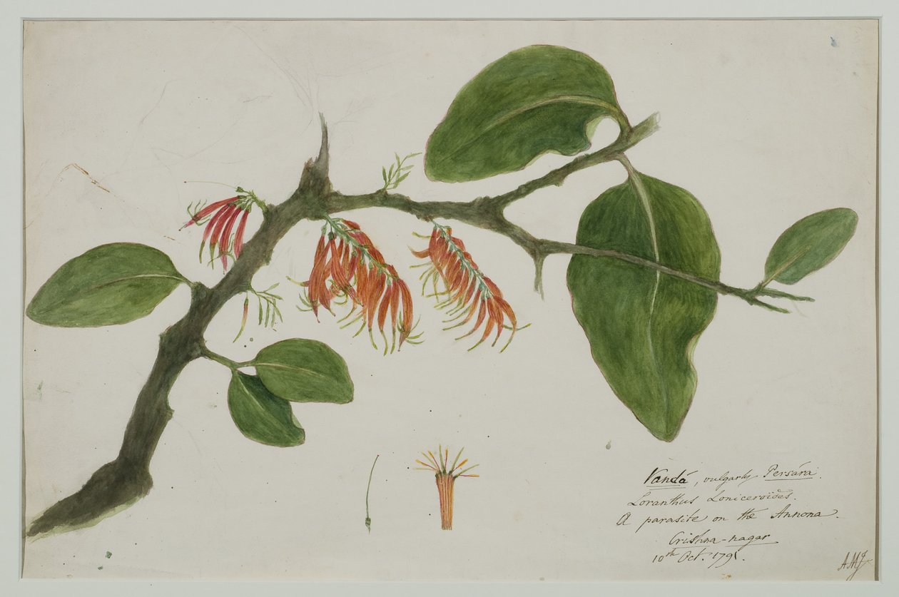 Dendrophthoe falcata (orange mistelten), 1785 (wc på papir) af Anna Maria Jones
