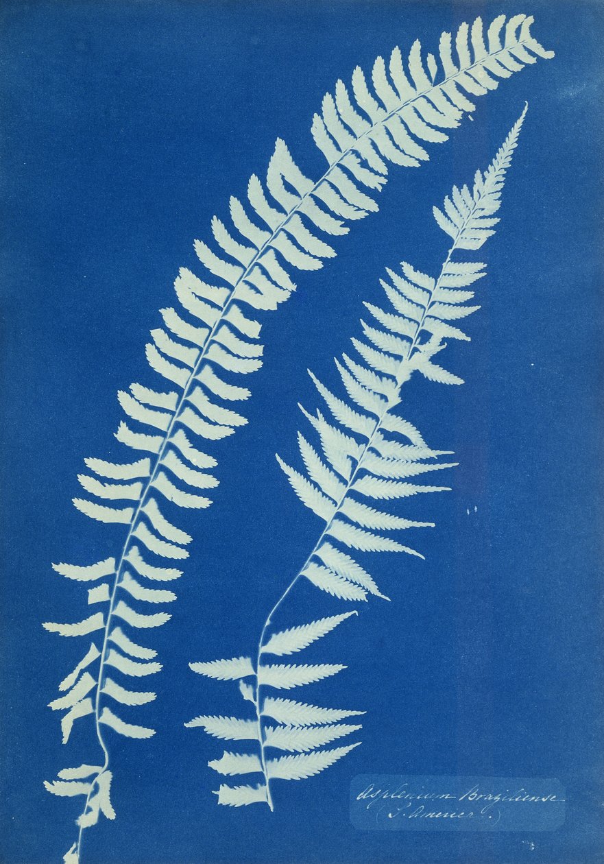 Asplenium Braziliense, Sydamerika, ca. 1850 af Anna Atkins