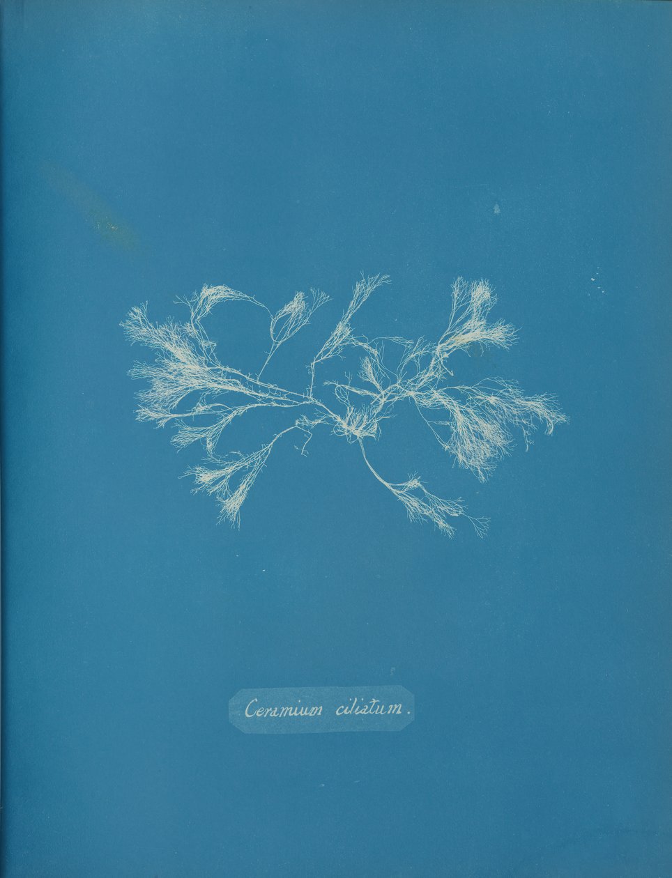 Cilieret keramik, ca. 1853 af Anna Atkins