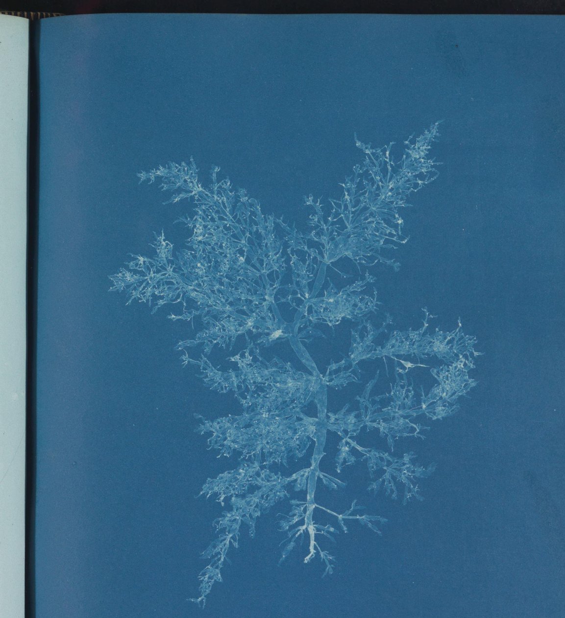 Chylocladia kaliformis af Anna Atkins