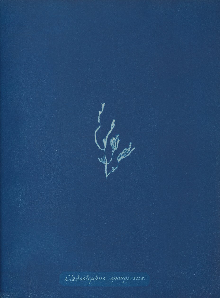 Cladostephus spongiosus, ca. 1853 af Anna Atkins