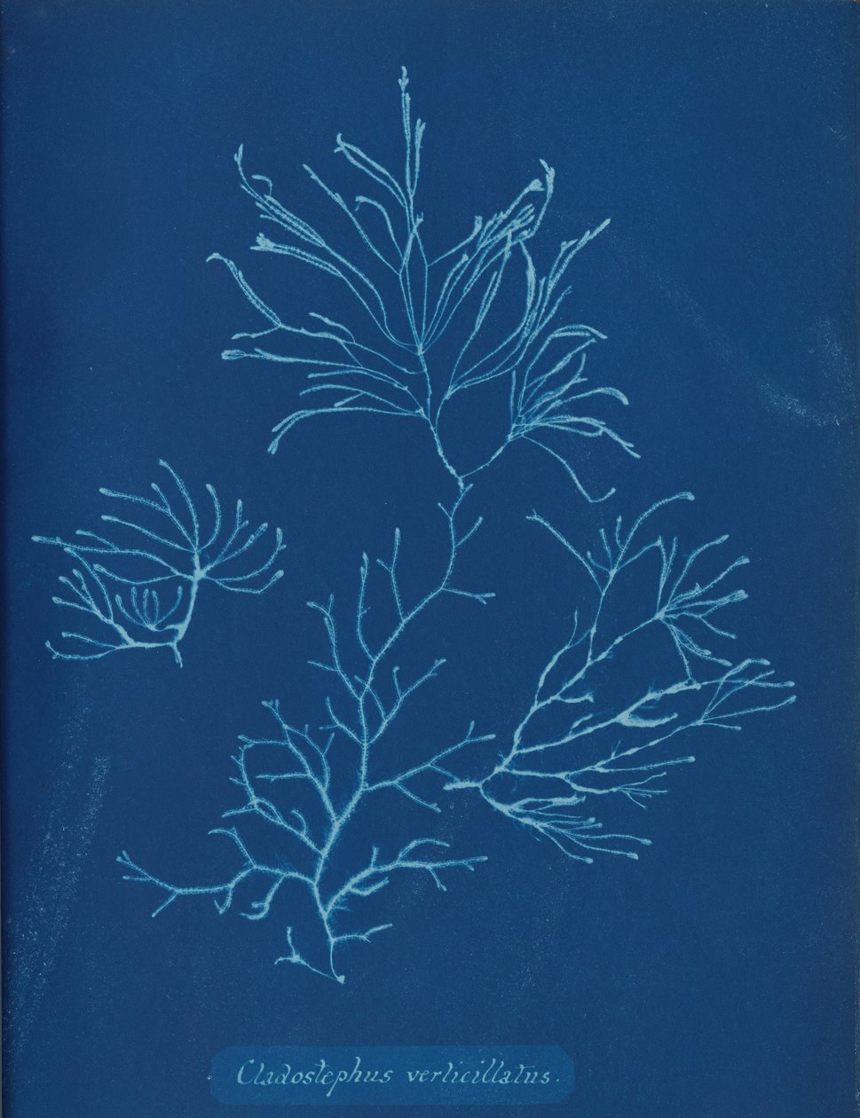 Cladostephus verticillatus, ca. 1853 af Anna Atkins