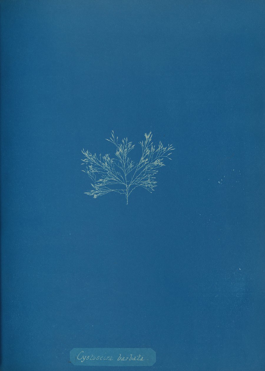 Cystoseira barbata, ca. 1853. af Anna Atkins