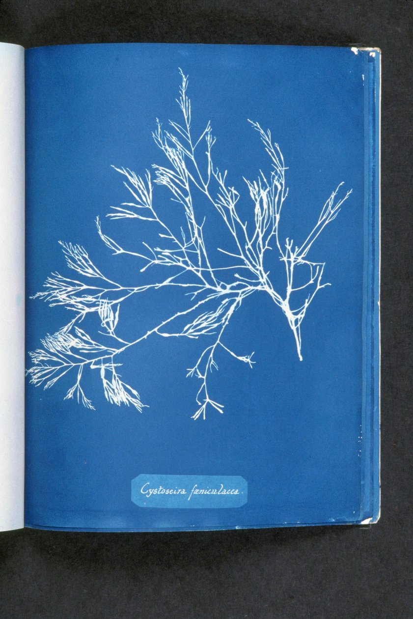 Cystoseira foeniculacea, from "Photographs of British Algae: Cyanotype Impressions", published 1843-53dani af Anna Atkins