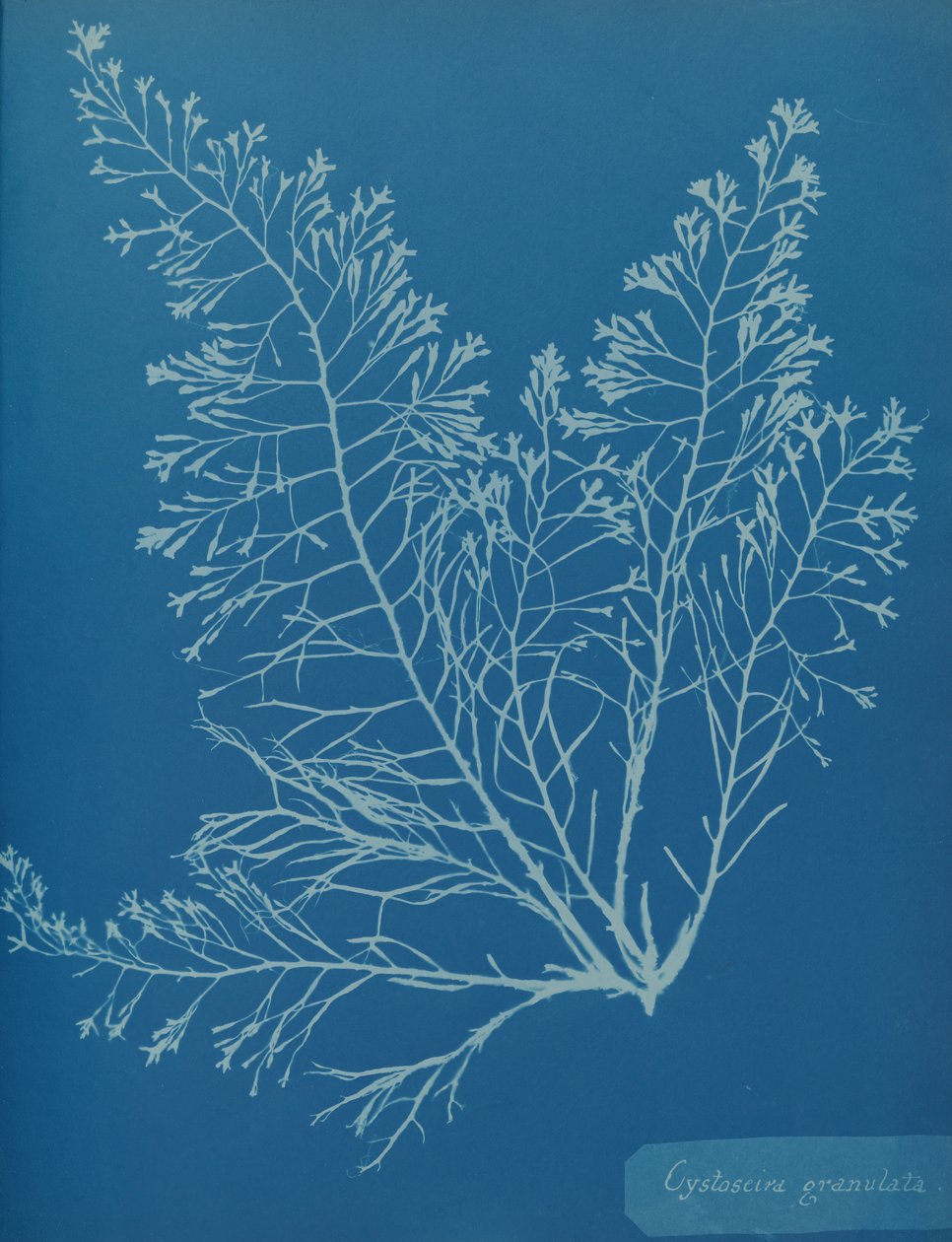 Cystoseira granulata, ca. 1853. af Anna Atkins