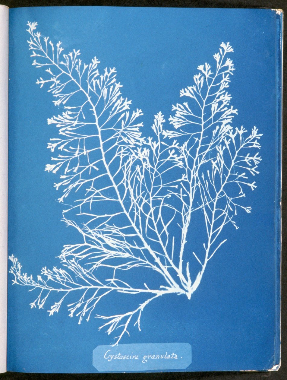 Cystoseira granulata, fra "Photographs of British Algae: Cyanotype Impressions", udgivet 1843-53 af Anna Atkins