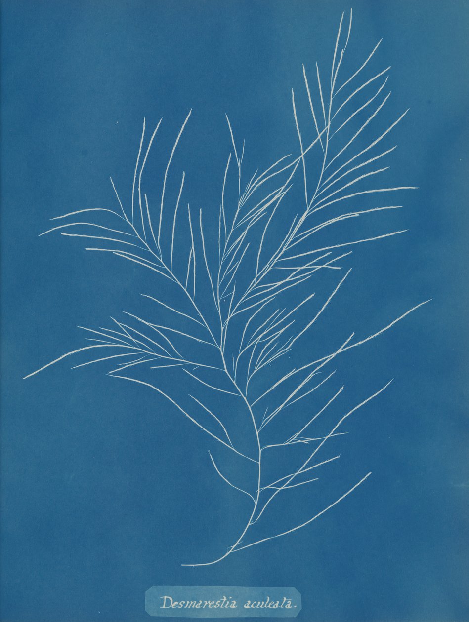 Desmarestia aculeata, ca. 1853. af Anna Atkins