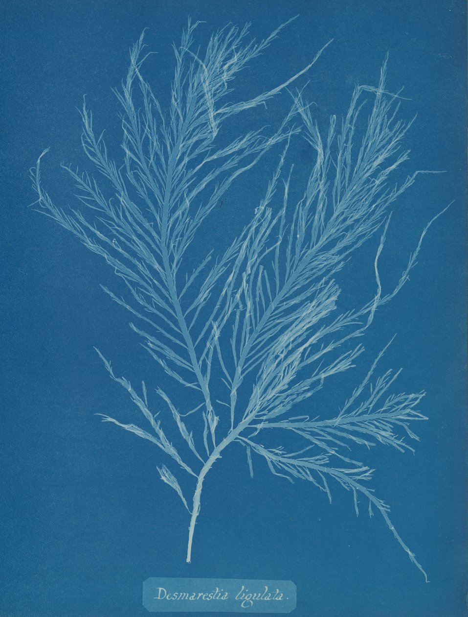 Desmarestia liqulata, ca. 1853. af Anna Atkins