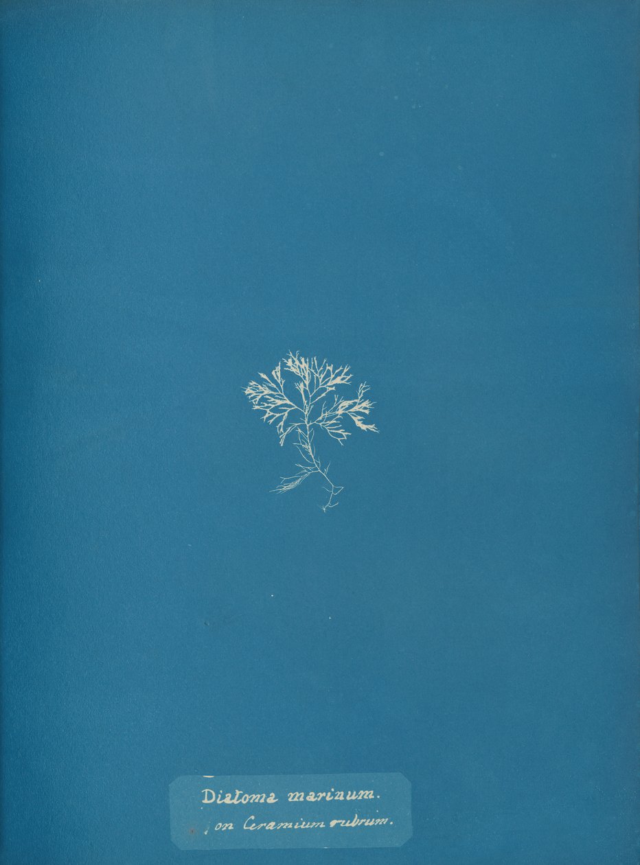 Marine kiselalger på Ceramium rubrum, ca. 1853 af Anna Atkins