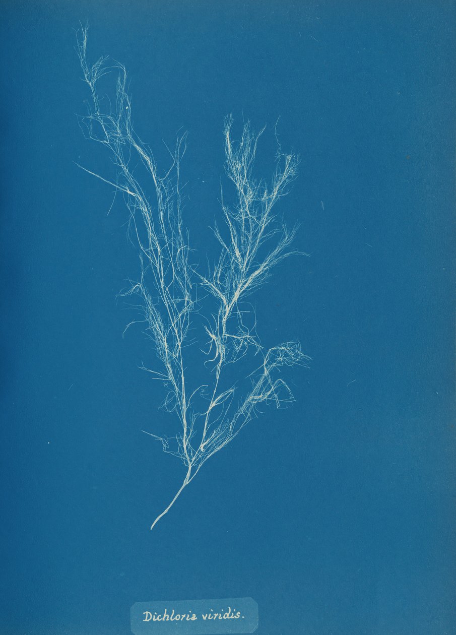 Dichloria viridis, ca. 1853. af Anna Atkins