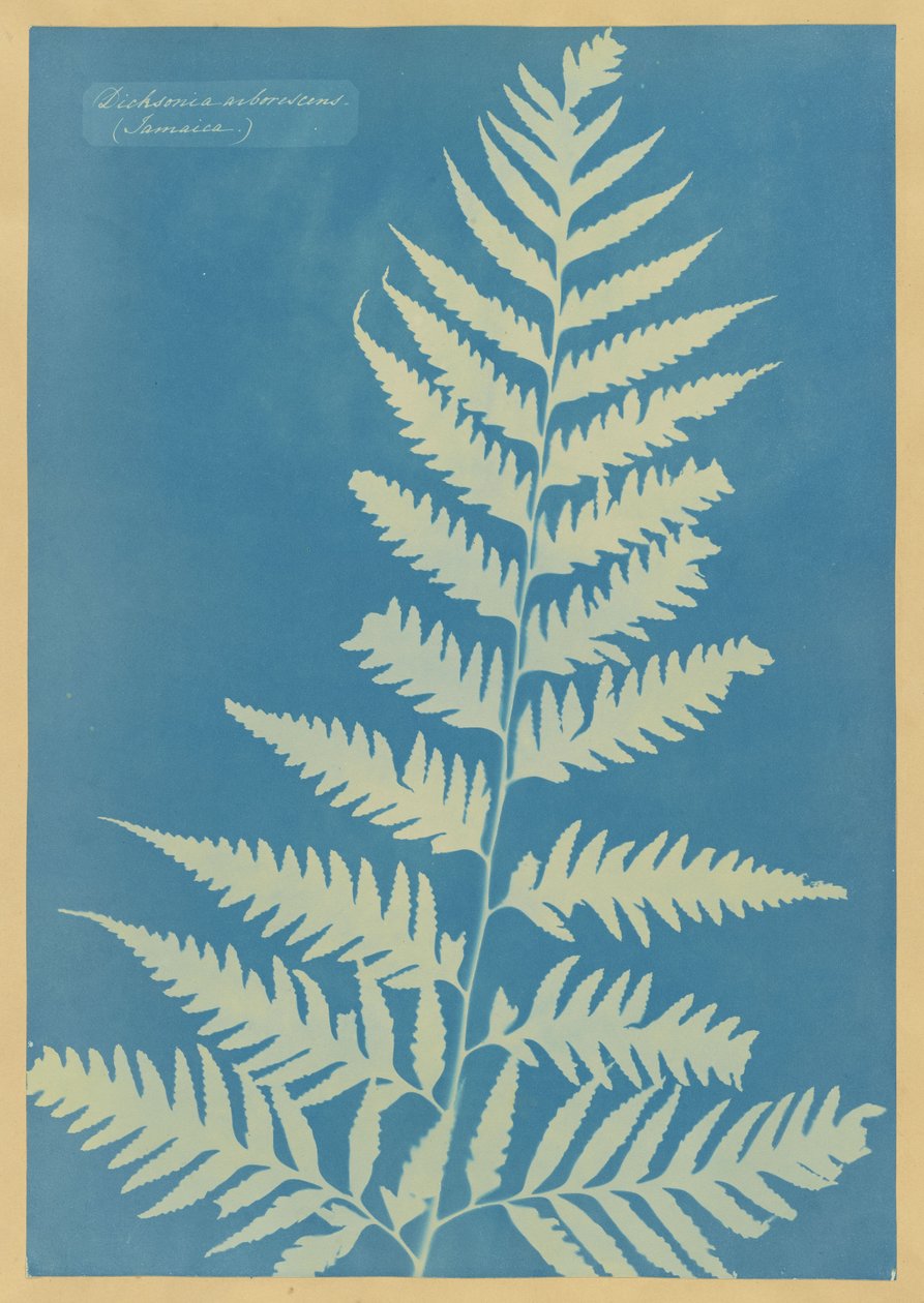 Dicksonia arborescens, Jamaica af Anna Atkins