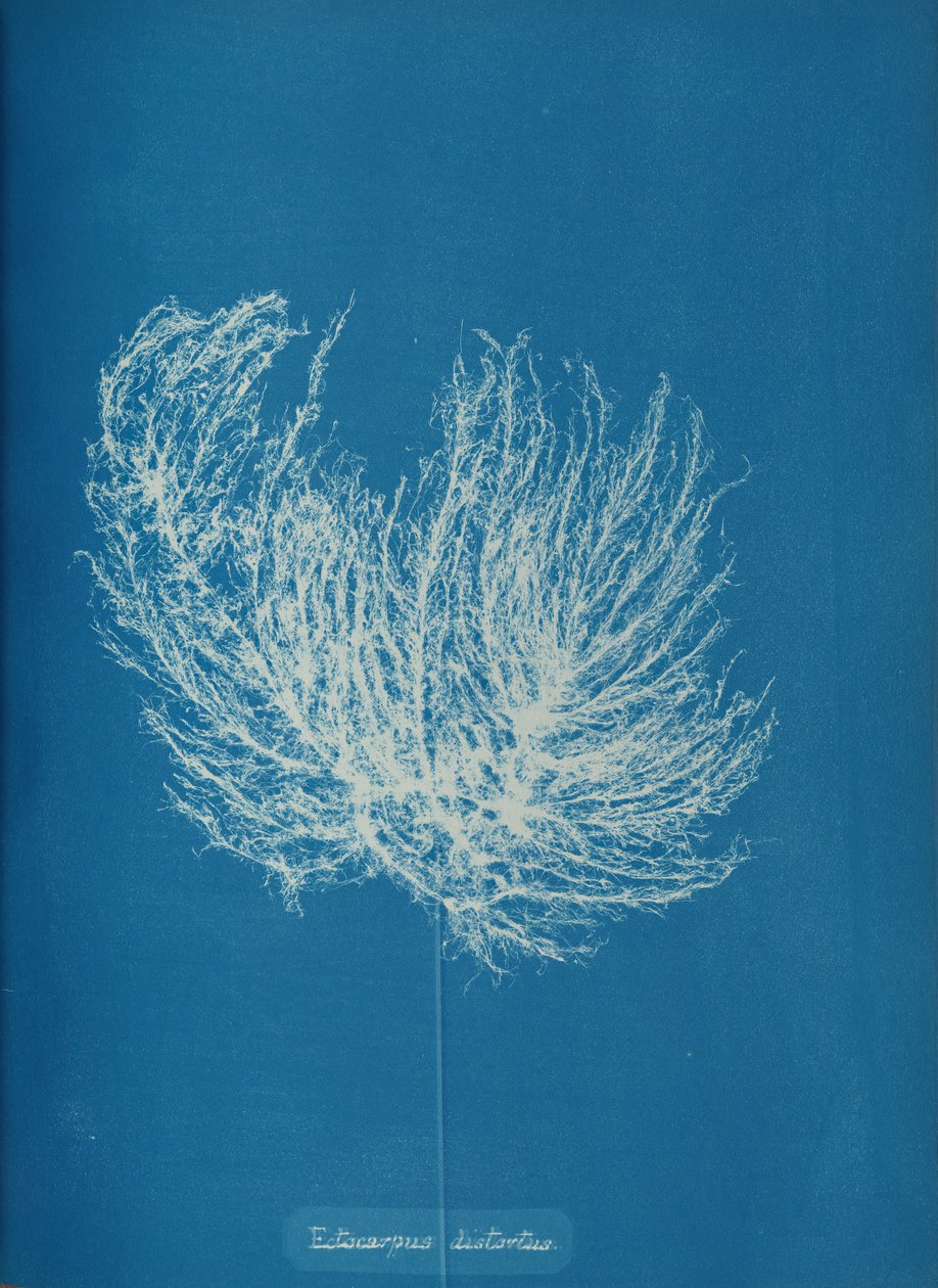 Ectocarpus distantus, ca. 1853. af Anna Atkins