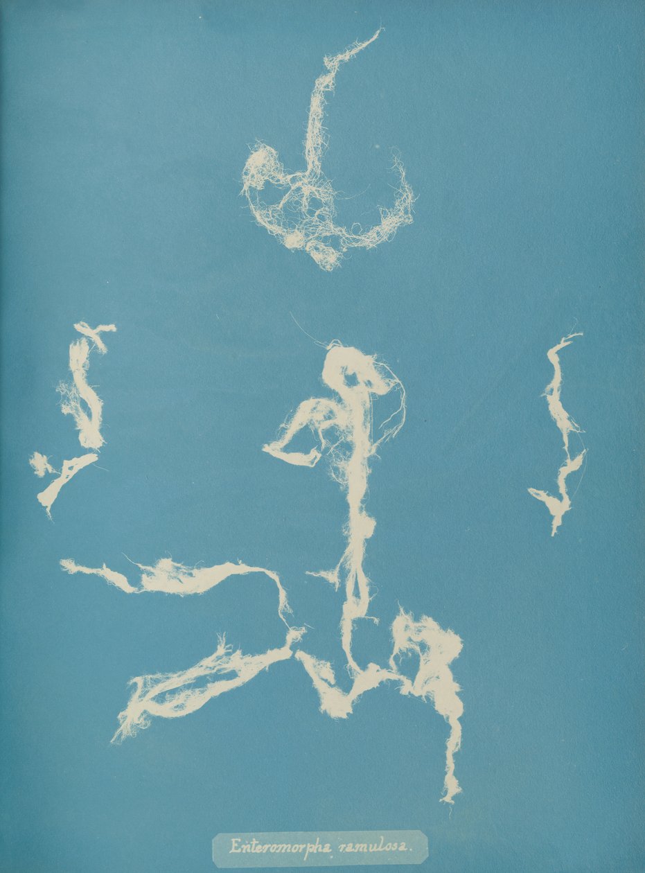 Enteromorpha ramulosa, ca. 1853 af Anna Atkins